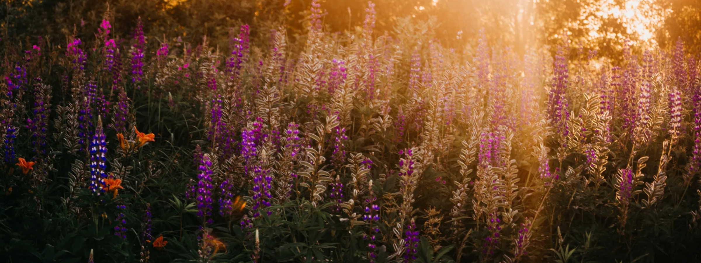 Wildflower Meadow