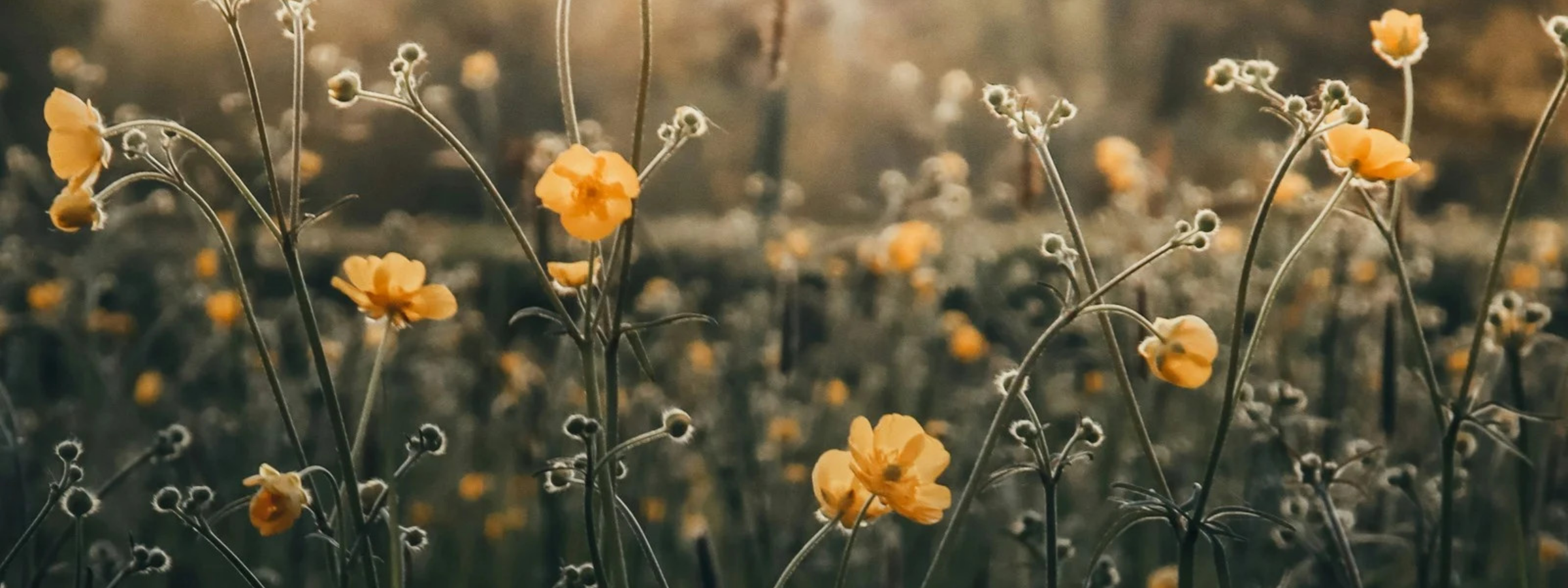 Wildflower Meadow